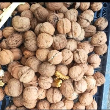 老树薄皮核桃