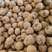 云南魔芋一代种5g-30g精品魔芋种包技术包回收