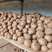 云南魔芋一代种5g-30g精品魔芋种包技术包回收