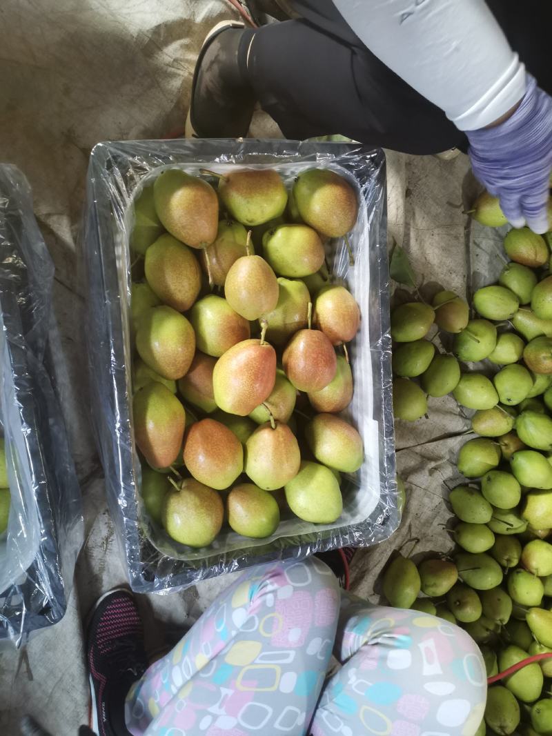 香梨