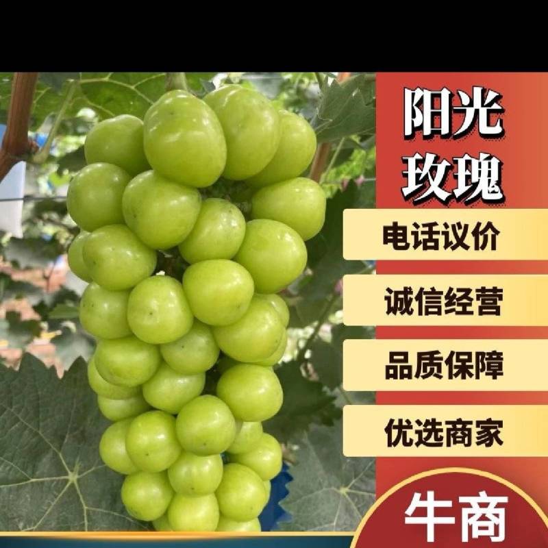 阳光玫瑰，产地一手货源，支持商，超，电，