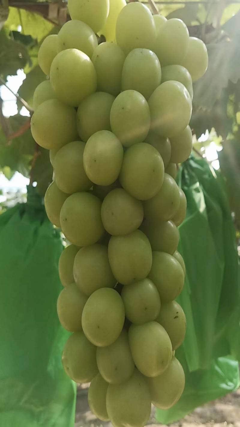 阳光玫瑰，产地一手货源，支持商，超，电，