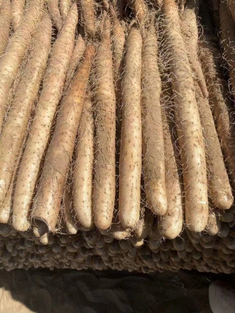 宁夏精品白玉山药大量上市品质保证一手货源量大从优