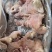 羊头肉熟羊头肉无冰出秤率高质量保证价格合适