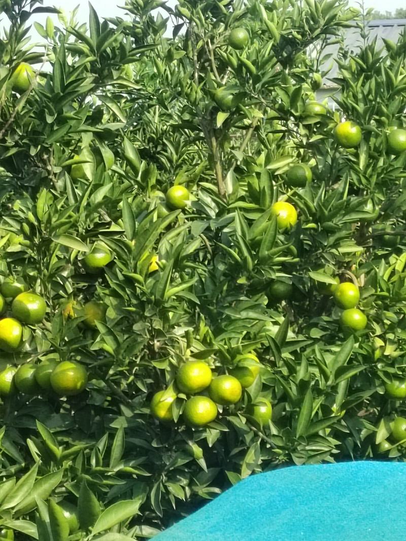 柑橘