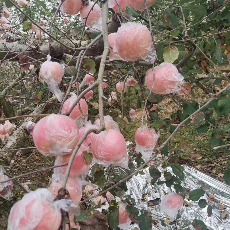 三门峡灵宝市。早熟红富士苹果，
