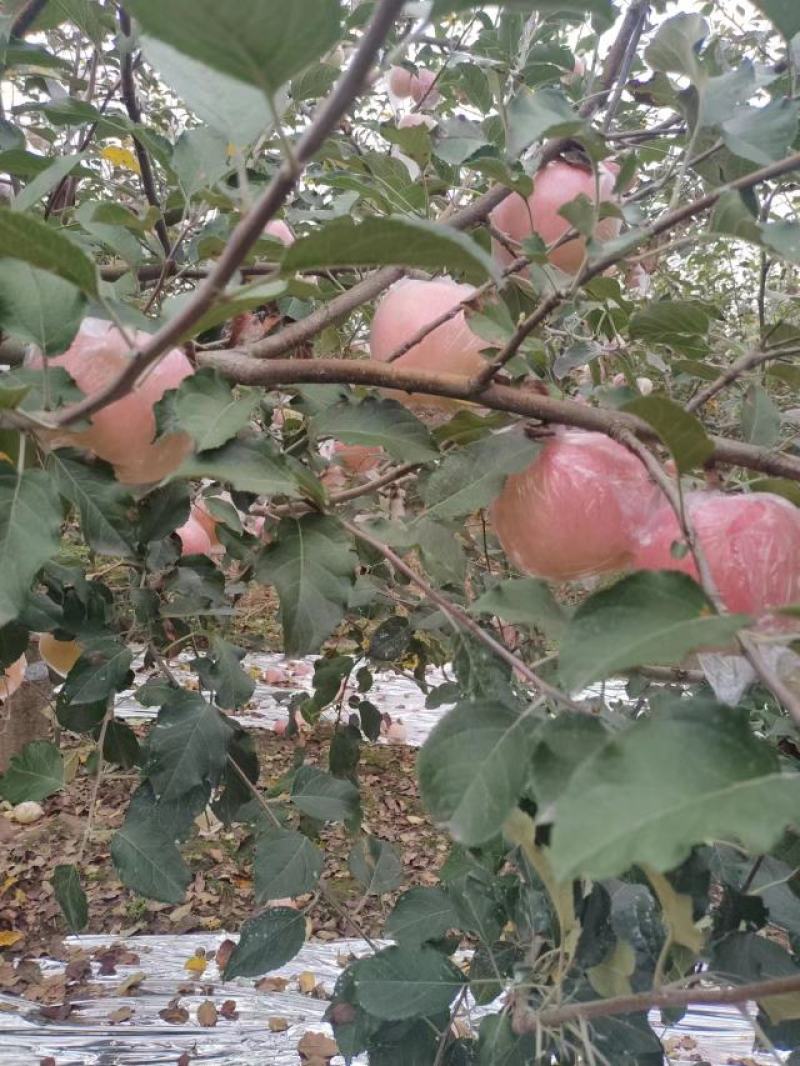 三门峡灵宝市。早熟红富士苹果，