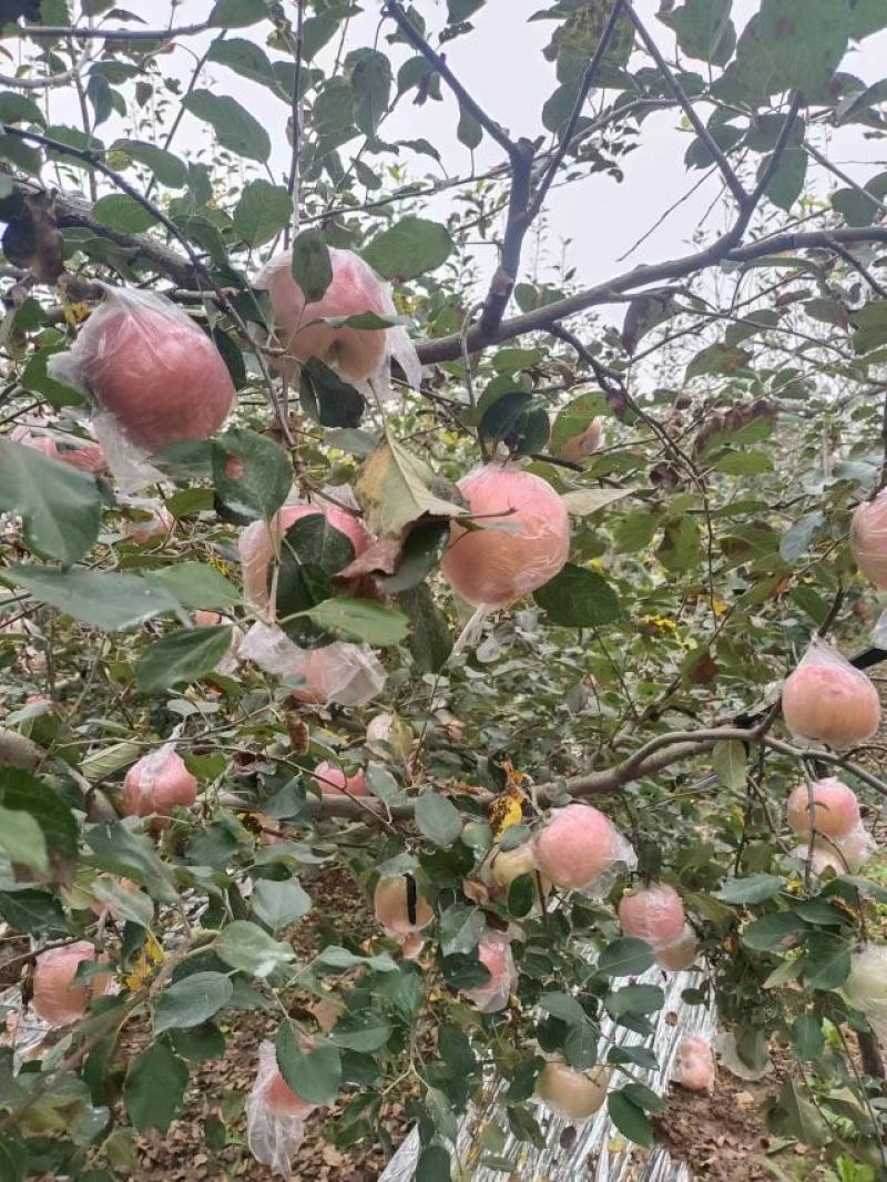 三门峡灵宝市。早熟红富士苹果，