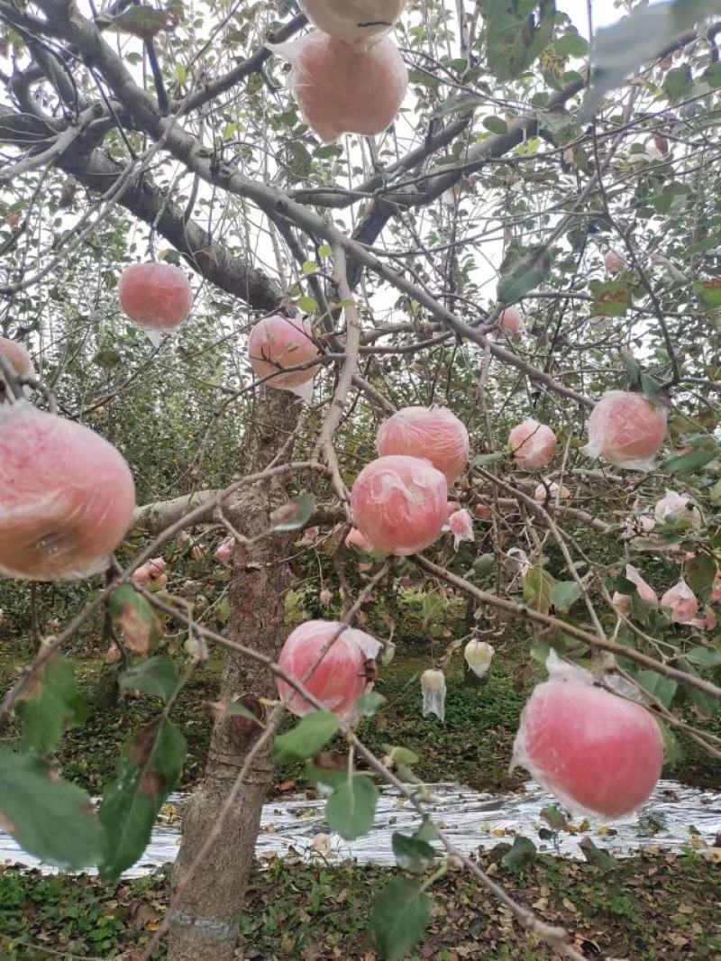 三门峡灵宝市。早熟红富士苹果，