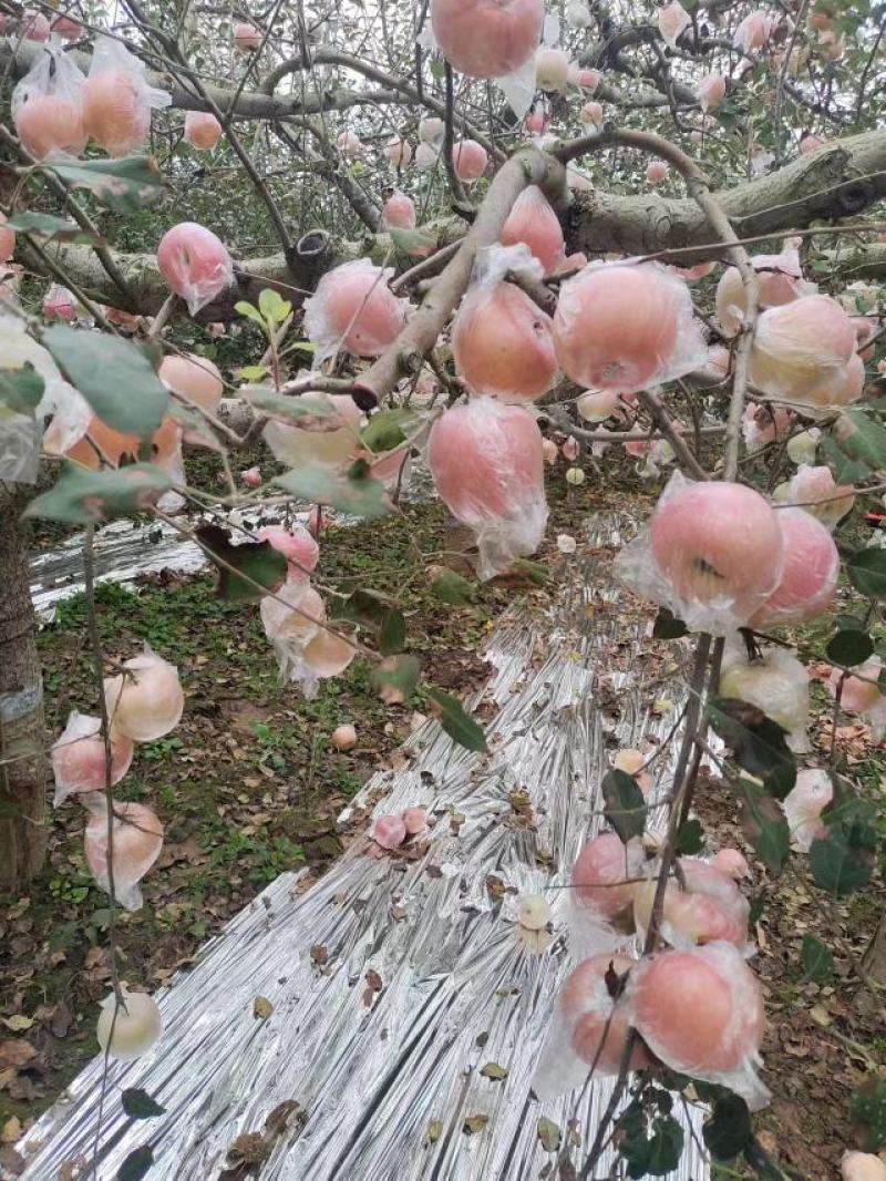 三门峡灵宝市。早熟红富士苹果，