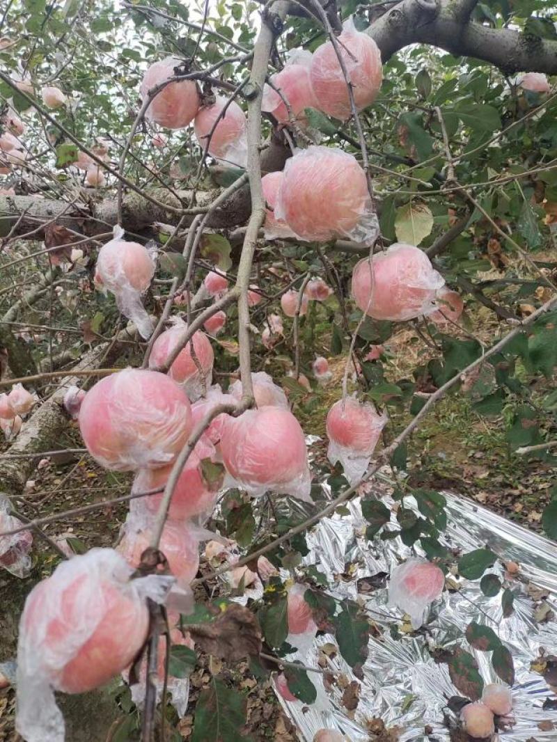 三门峡灵宝市。早熟红富士苹果，