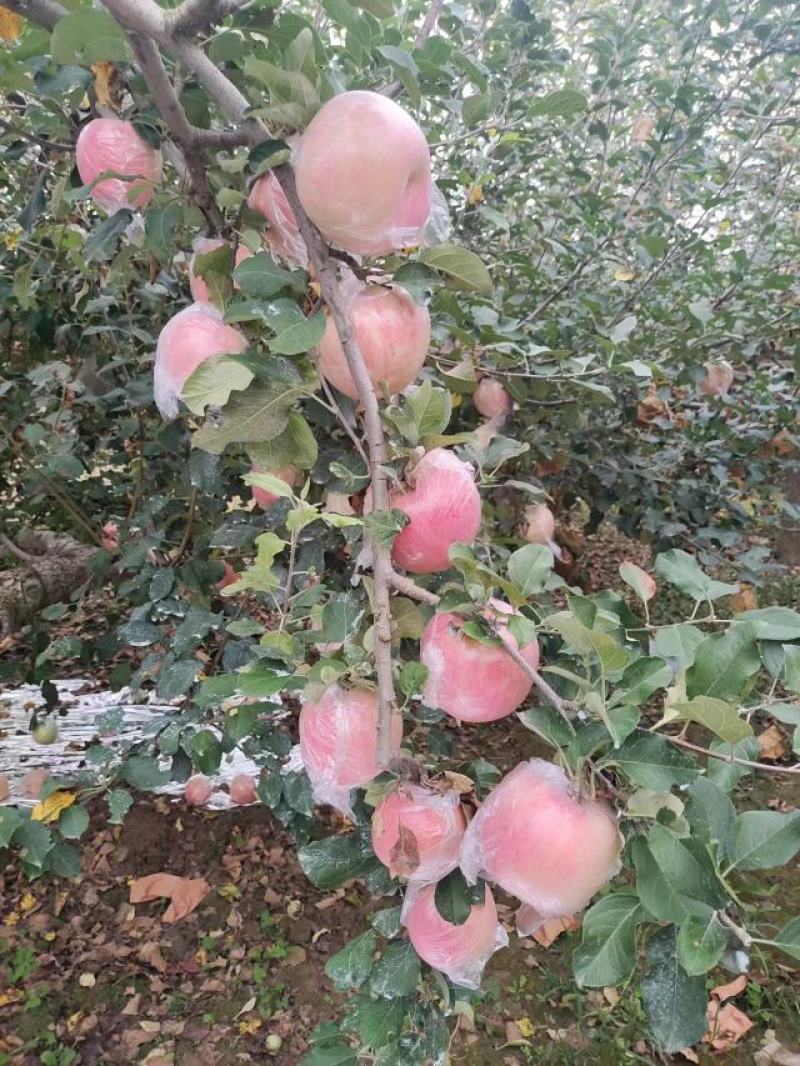 三门峡灵宝市。早熟红富士苹果，
