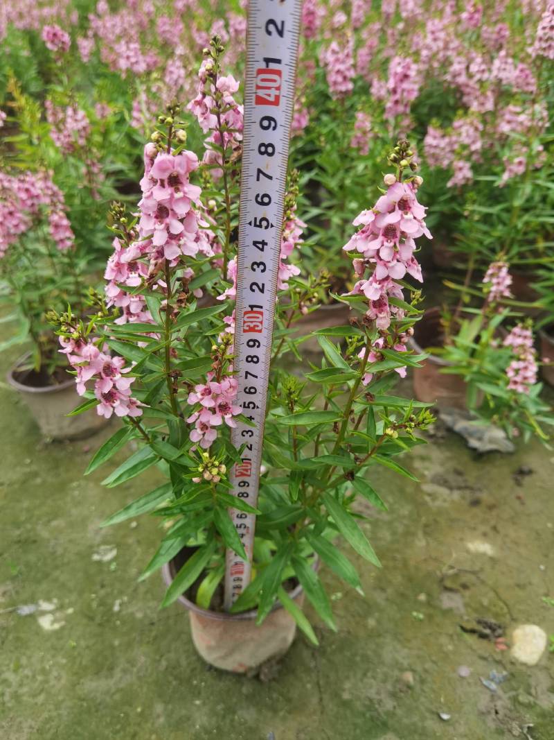 香彩雀