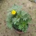 孔雀草