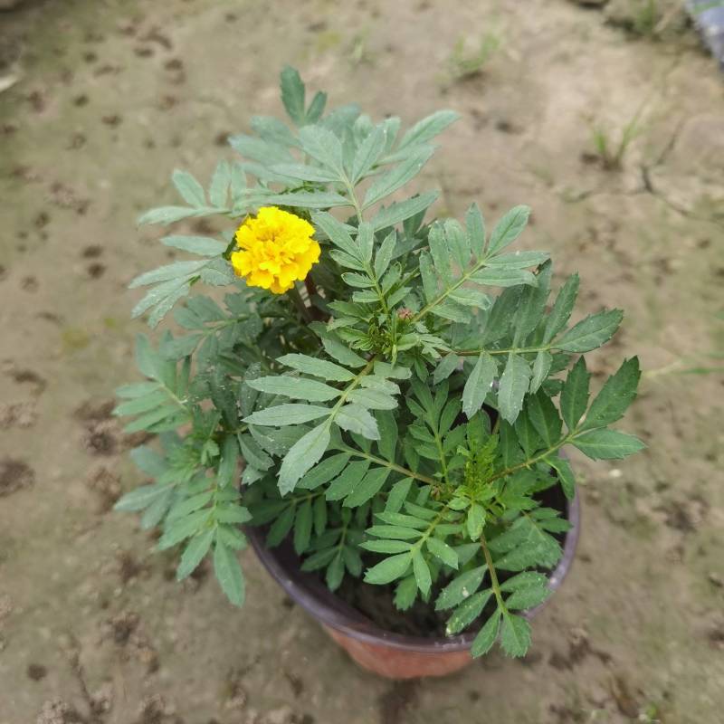 孔雀草