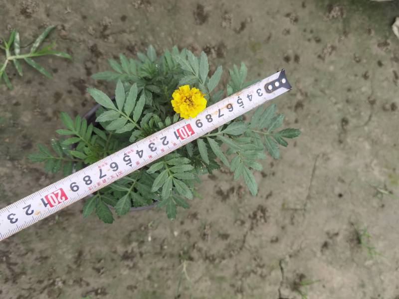 孔雀草