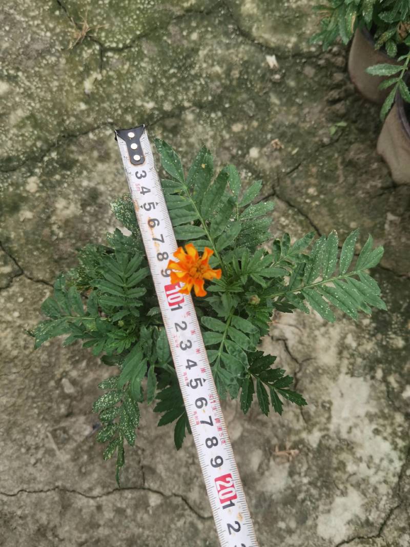 孔雀草