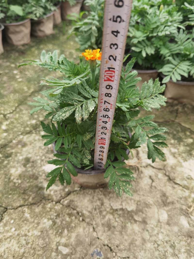 孔雀草