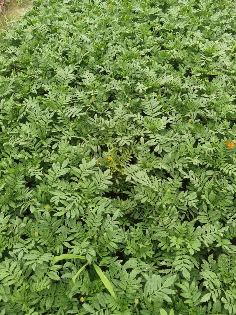 孔雀草