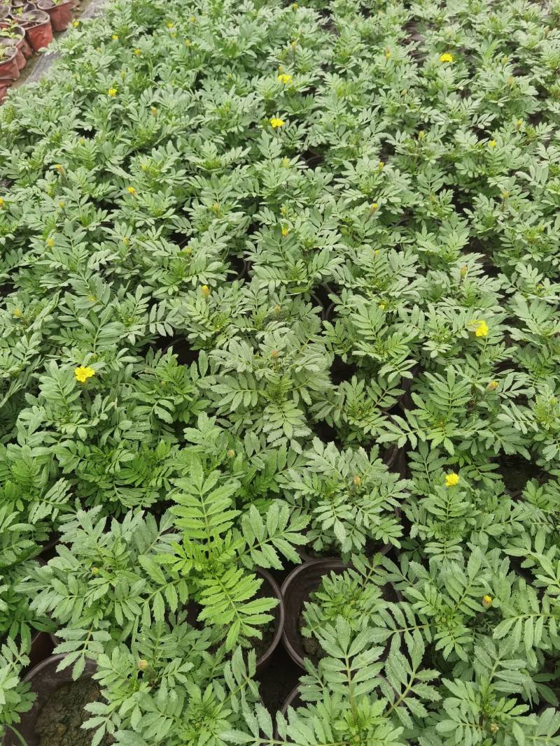 孔雀草