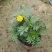 孔雀草