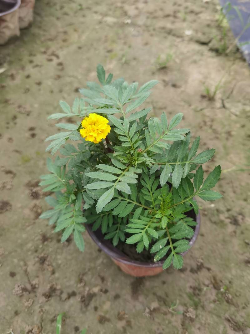 孔雀草