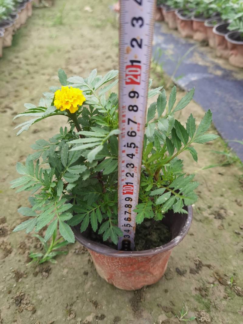 孔雀草