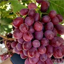 宏义果品专业合作社为你提供万亩优质红提葡萄，一手货源。