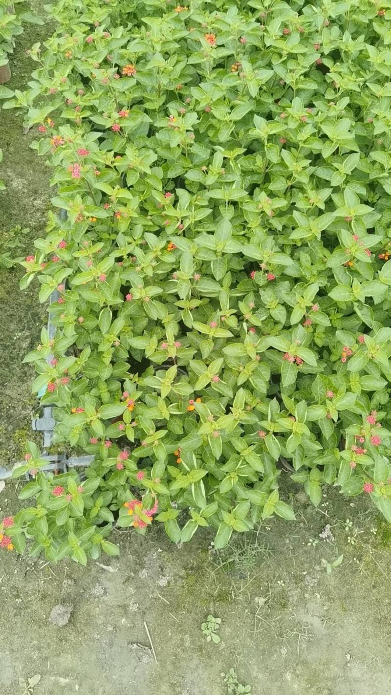 双色杯五色梅