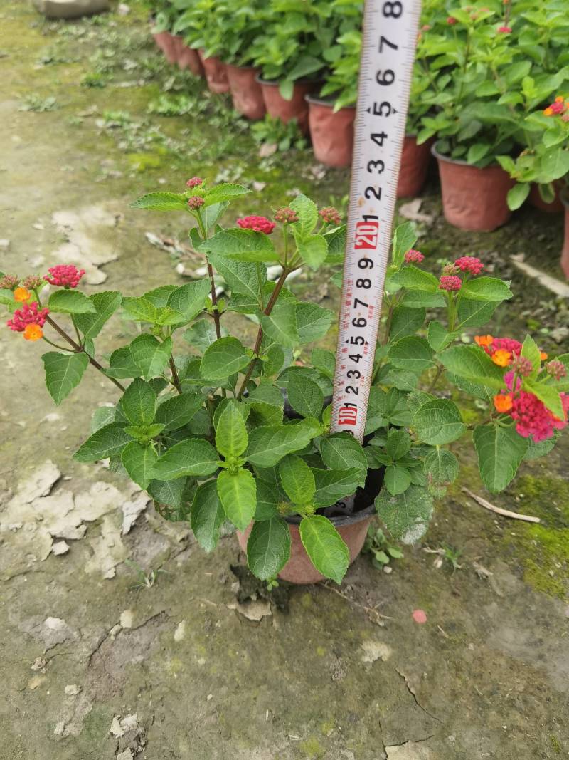 双色杯五色梅