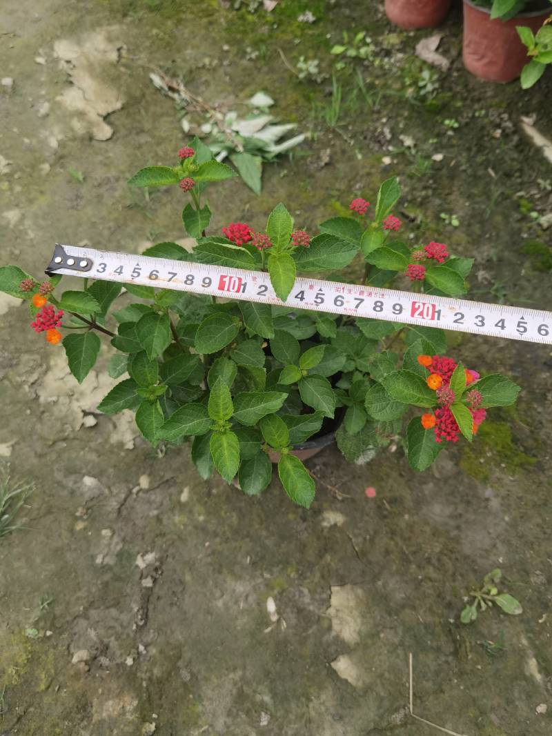 双色杯五色梅