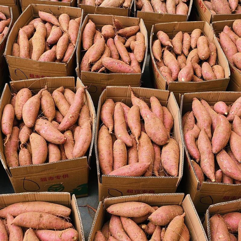 （一件）板栗薯地瓜番薯红薯一件代发密薯供应链
