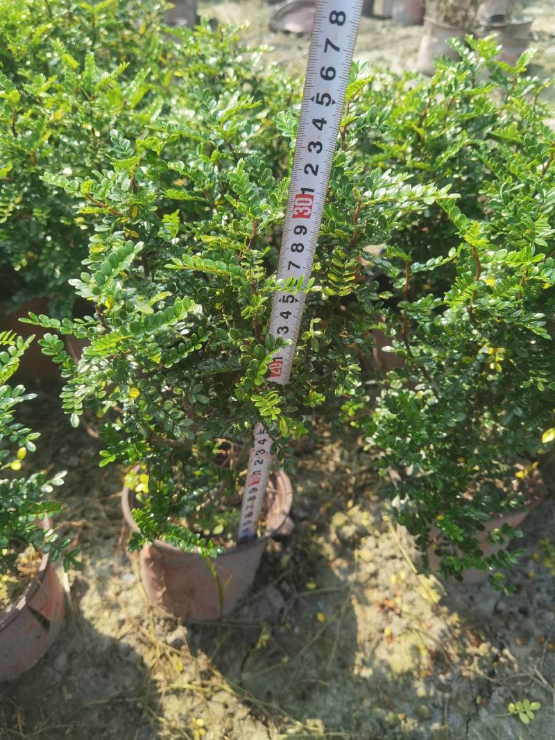 双色杯清香木