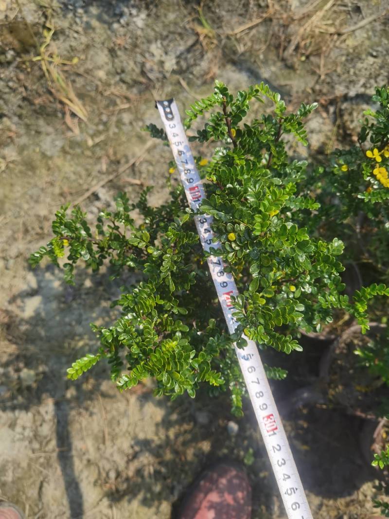 双色杯清香木