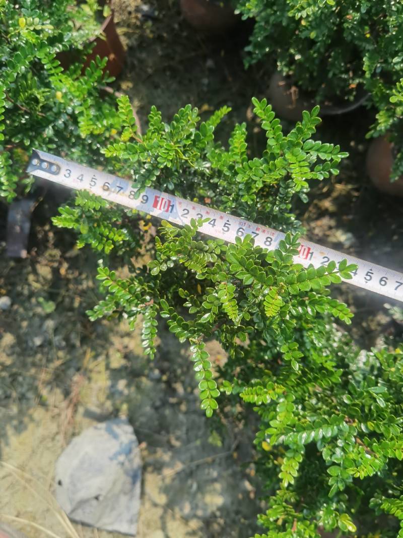 双色杯清香木