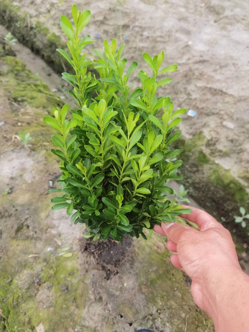 小叶黄杨
