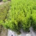 小叶黄杨
