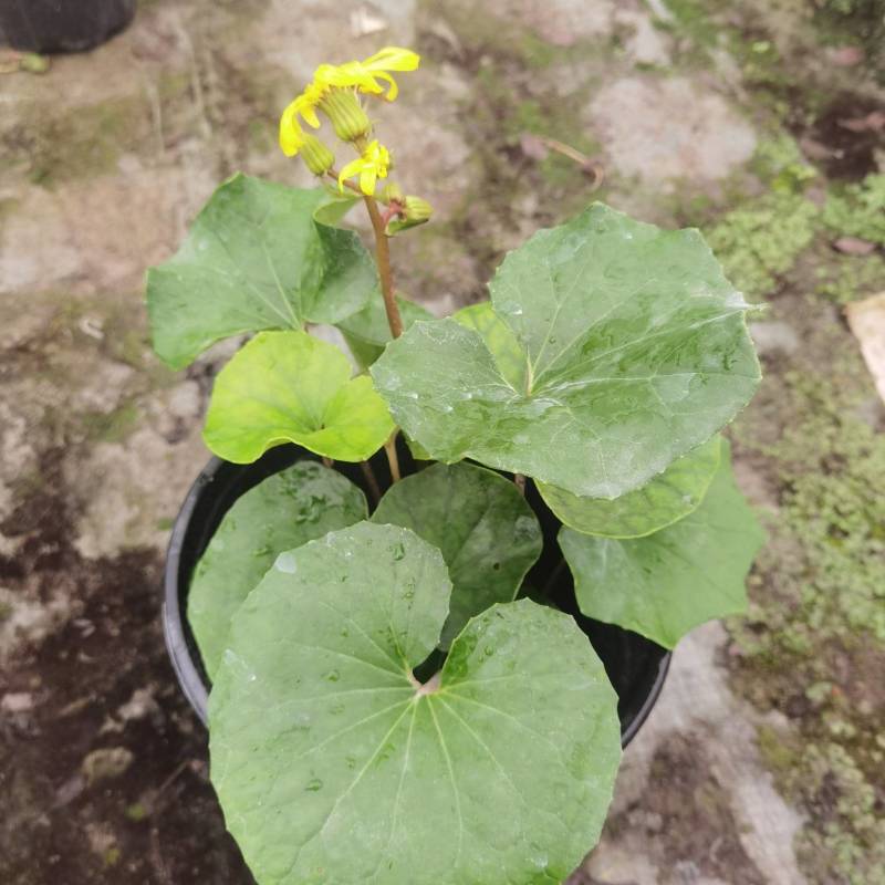大吴风草