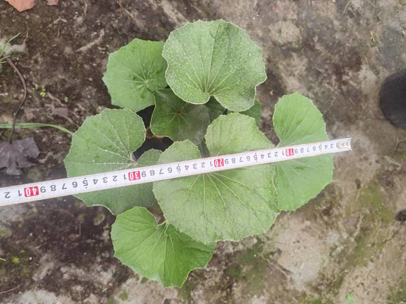 大吴风草