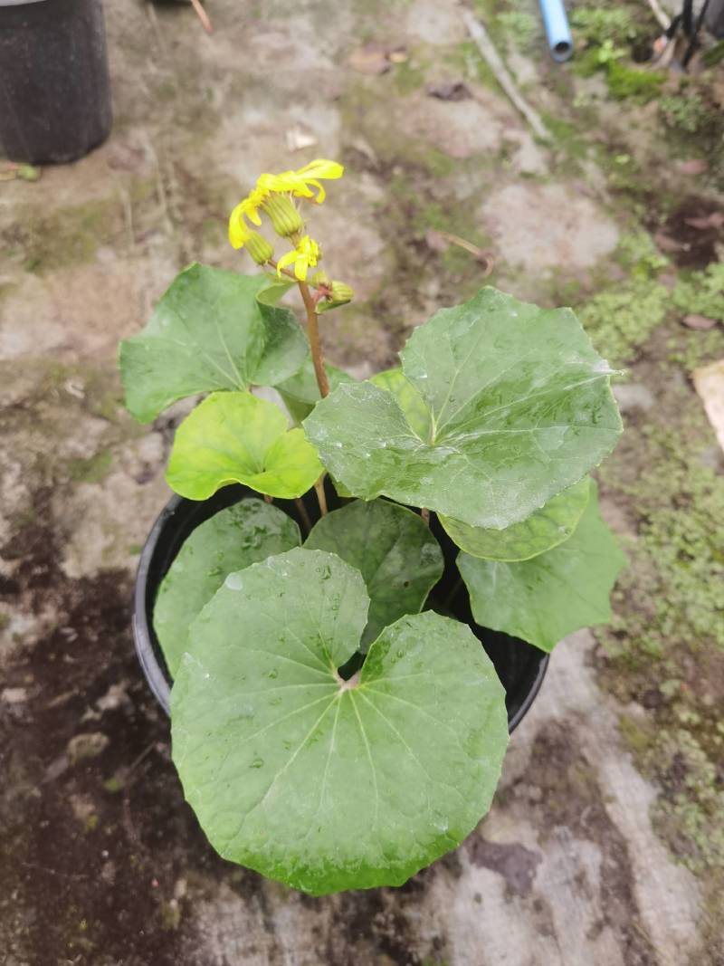 大吴风草