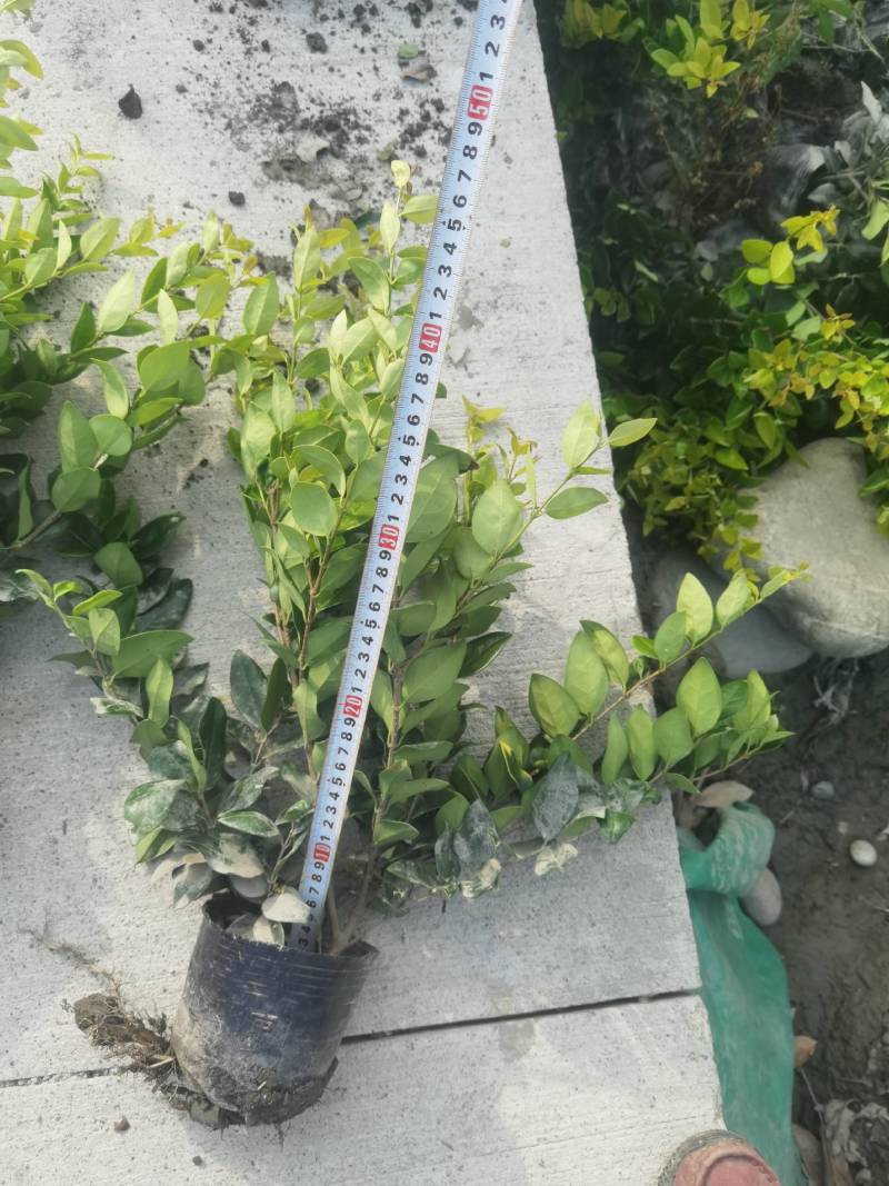 16杯金森女贞