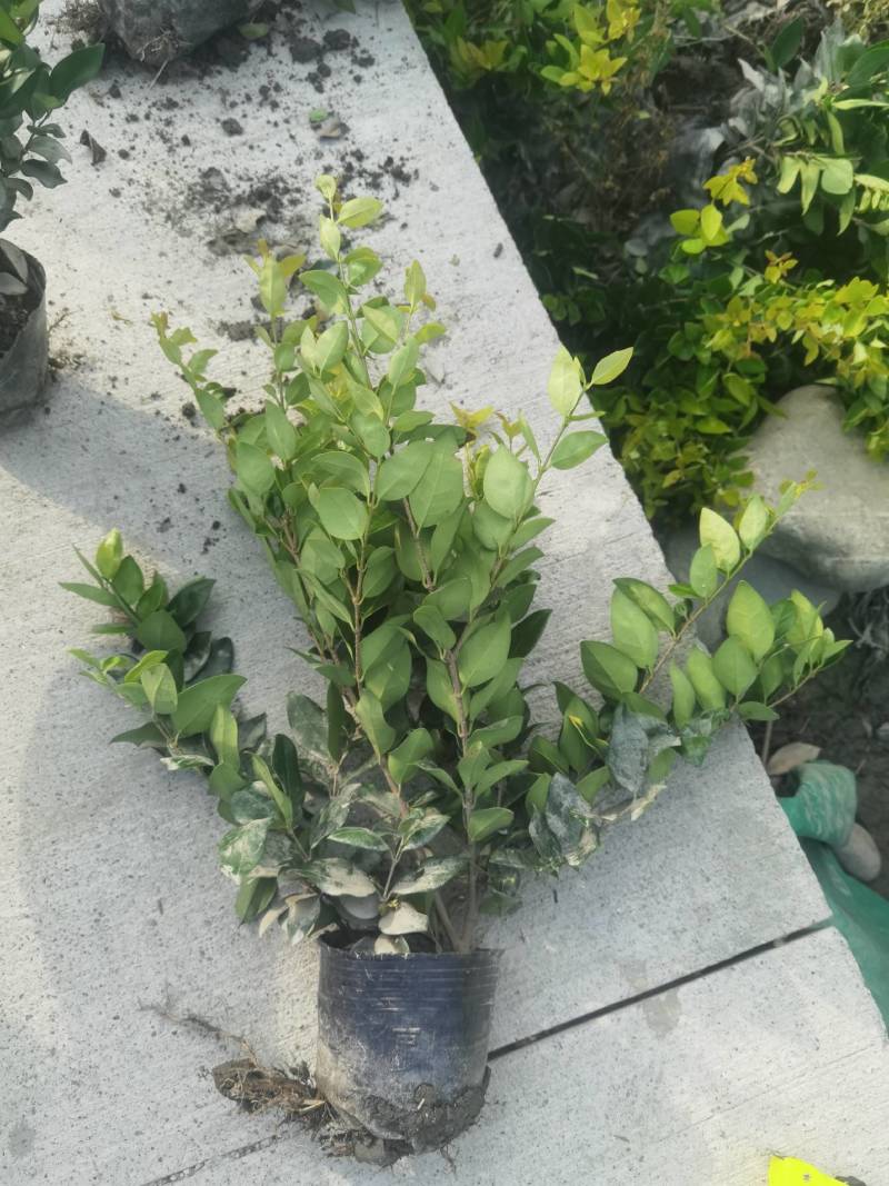 16杯金森女贞
