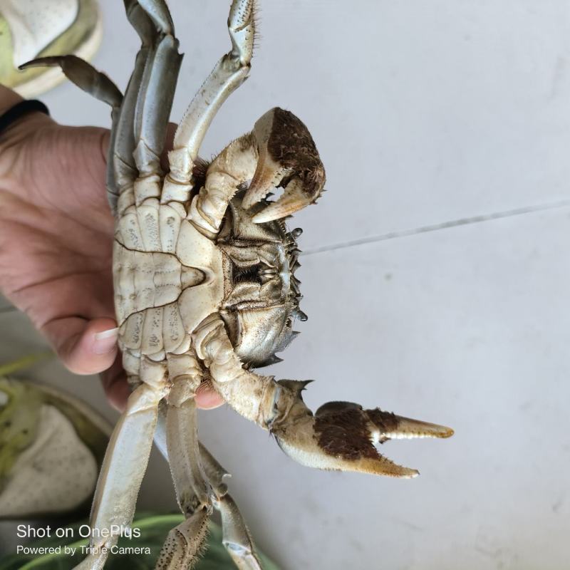 微山湖大闸蟹