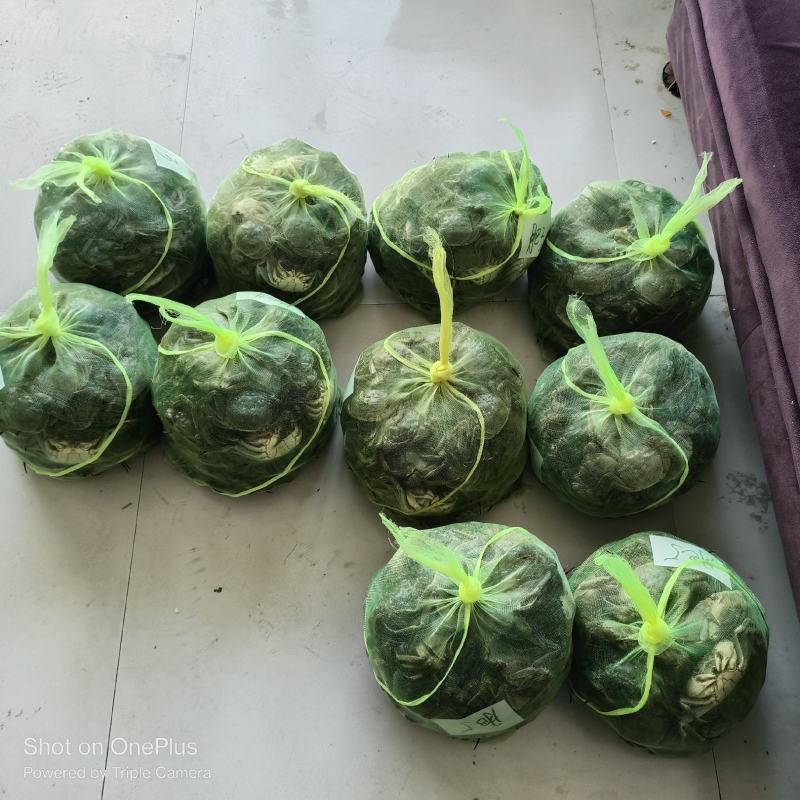 微山湖大闸蟹