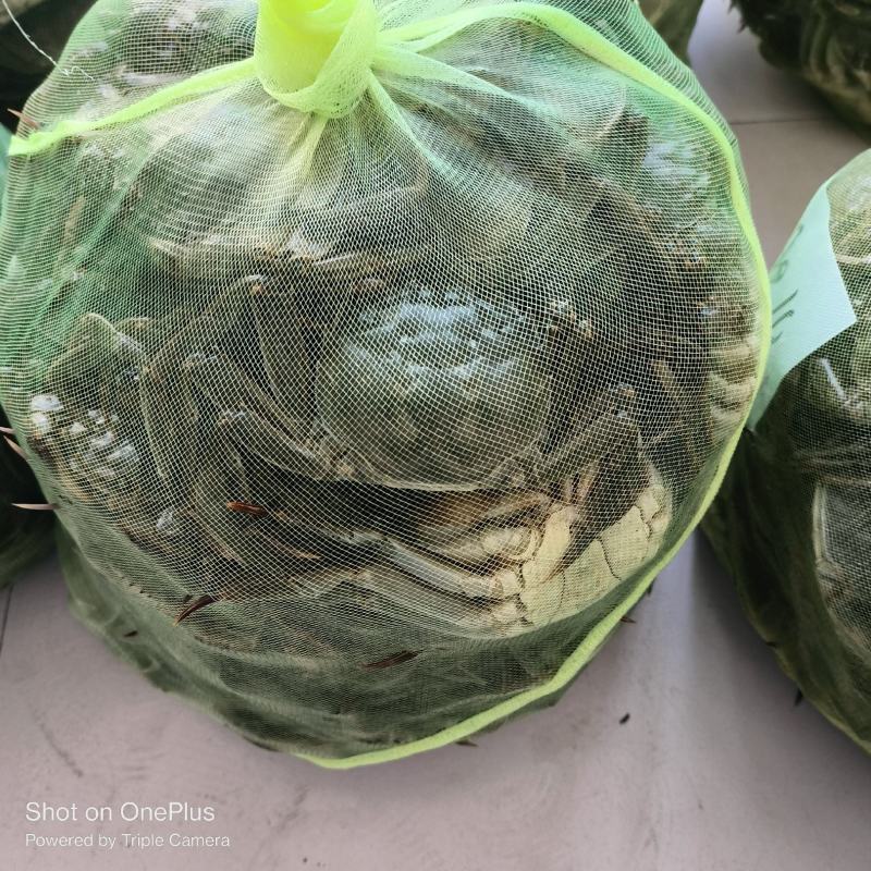 微山湖大闸蟹