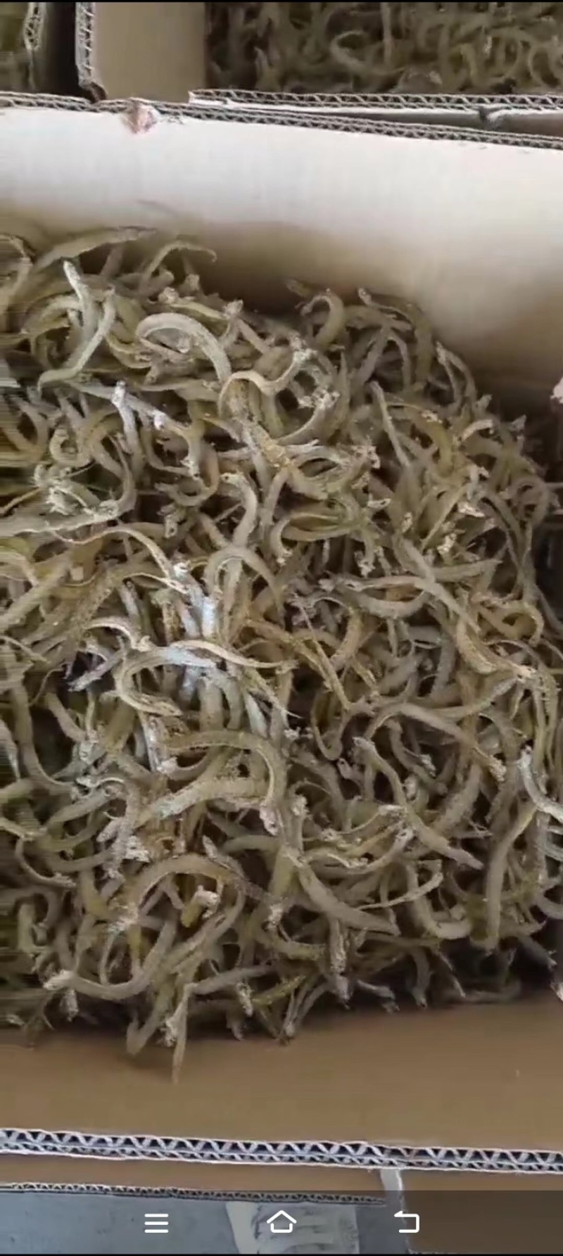 优质麻辣，油炸凤尾鱼干山东特产凤尾鱼量大从优欢迎来电