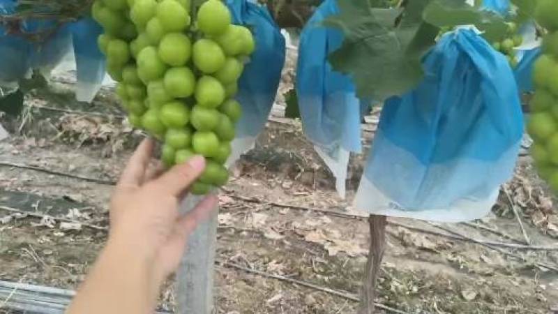 阳光玫瑰葡萄
