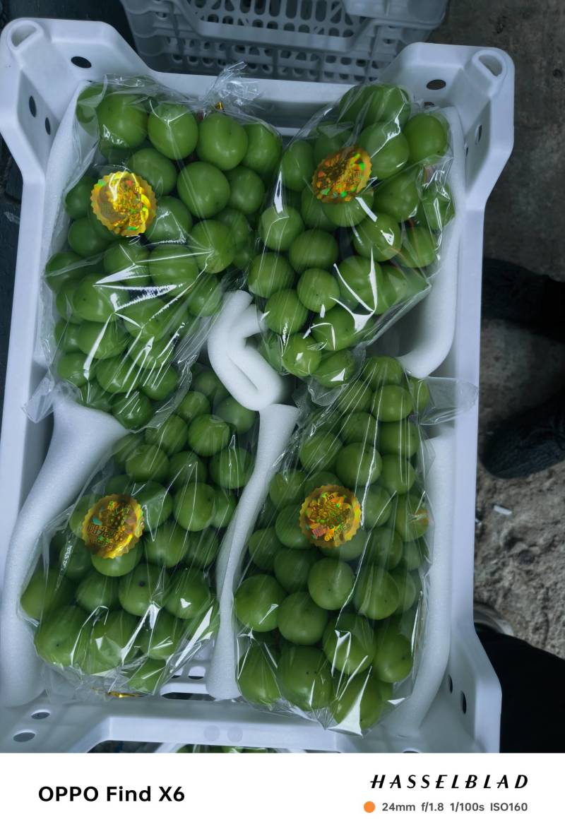 阳光玫瑰葡萄