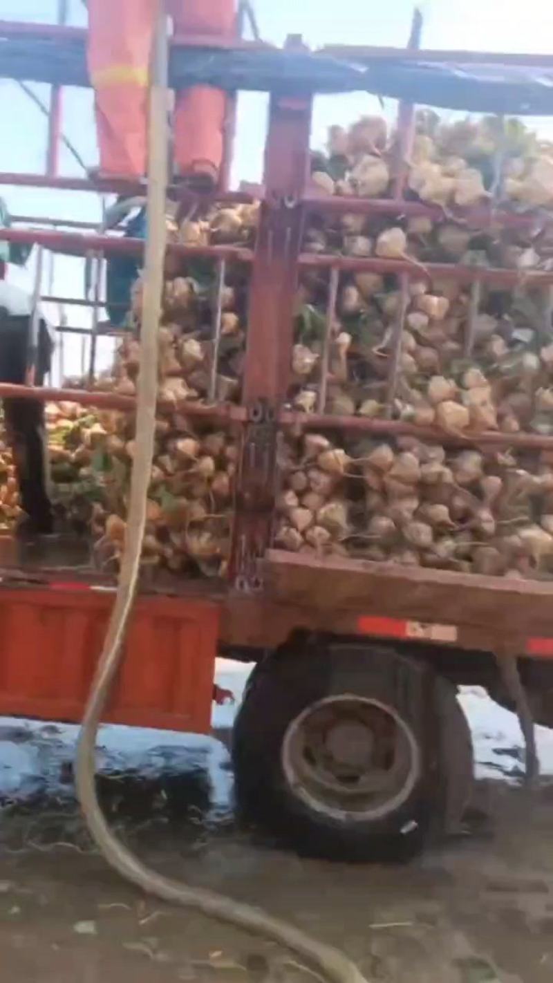 湖北天门沙壤土凉薯/地瓜/豆薯/沙葛大量上市，新鲜现挖
