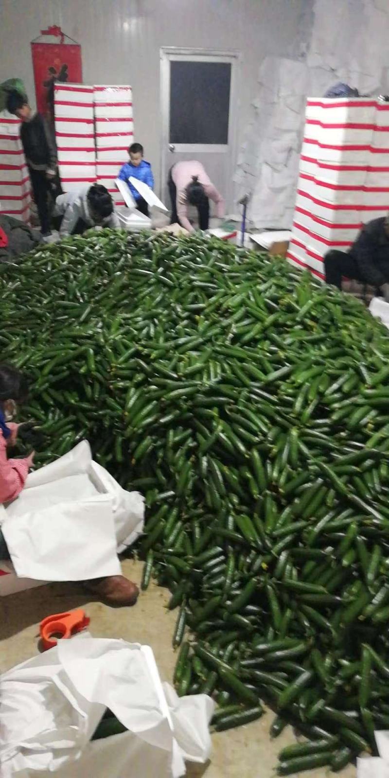 精品【水果黄瓜】小黄瓜个头均匀脆嫩瓜香欢迎抢购